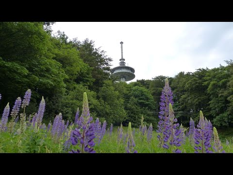 Den Vogelsberg entdecken: Hoherodskopf