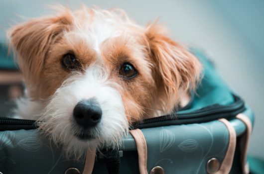 Hund im Flugzeug: Alles, was du über das Fliegen mit einem Hund wissen musst