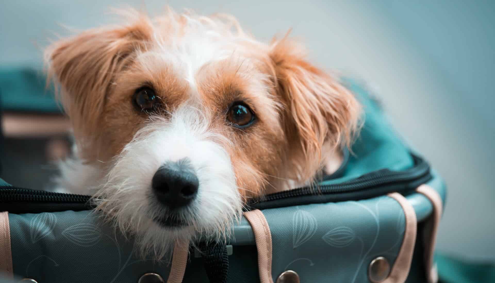 Hunde Transporttasche 2