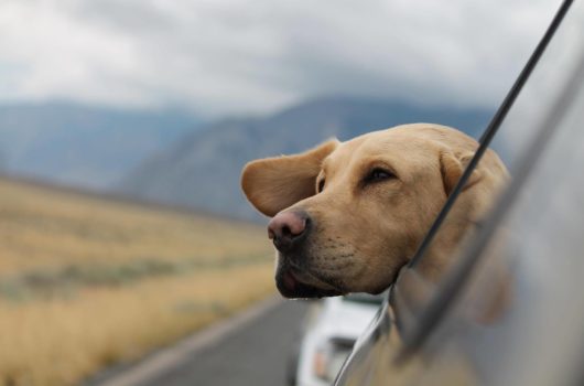 Tierisch gute Reisetipps: Wie Du mit Deinem Haustier die Welt erkunden kannst