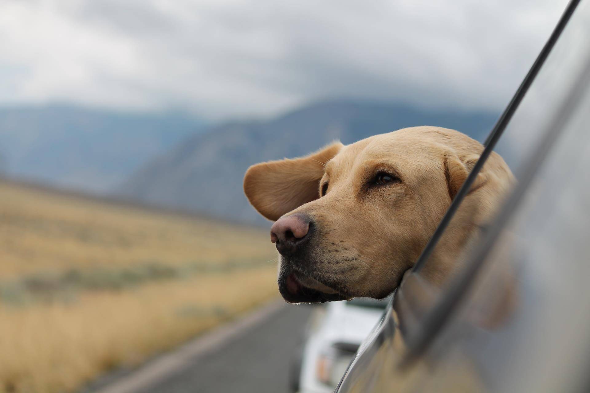 Hund Autofenster