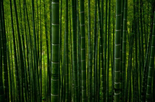 Bambuswälder in China: Ein Reiseführer zu den verborgenen Schätzen Asiens