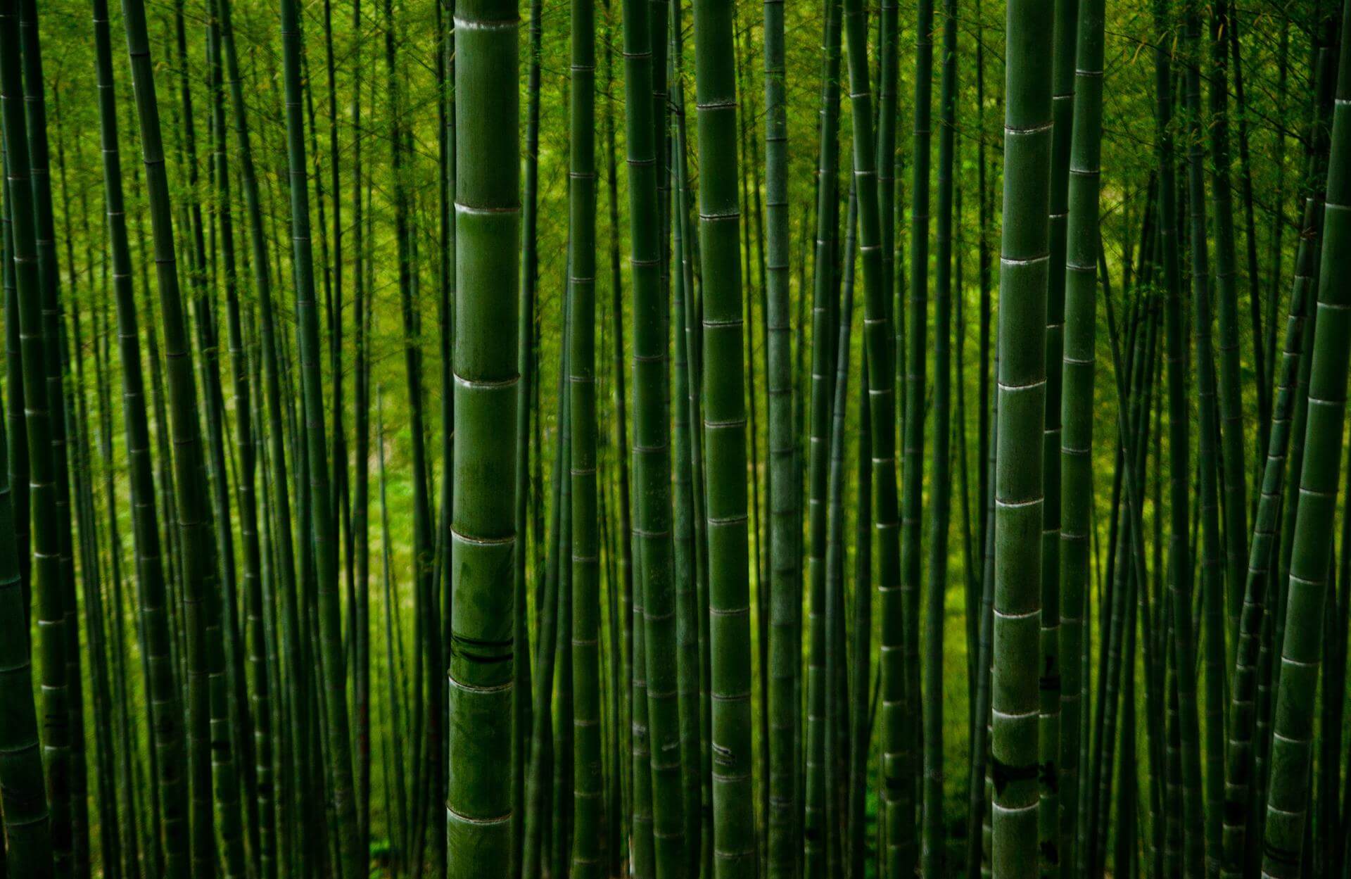Bambuswälder in China