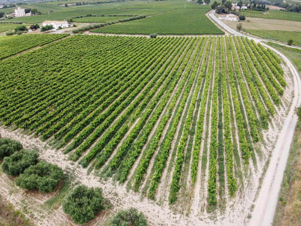 Weinbauregion Penedès